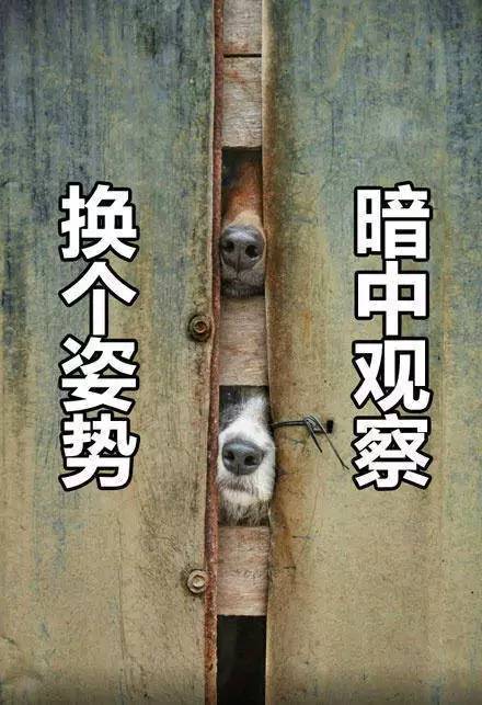 别忘了汪界行走的表情包....