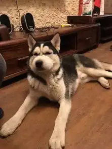 回家后发现二哈嘴肿成包子,原来是因为...... 回家后发现二哈嘴肿成包子,原来是因为......