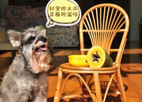 养狗,除了喂狗粮,这8种蔬果不能忘记喂