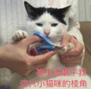  受到惊吓丨第960期喵表情包