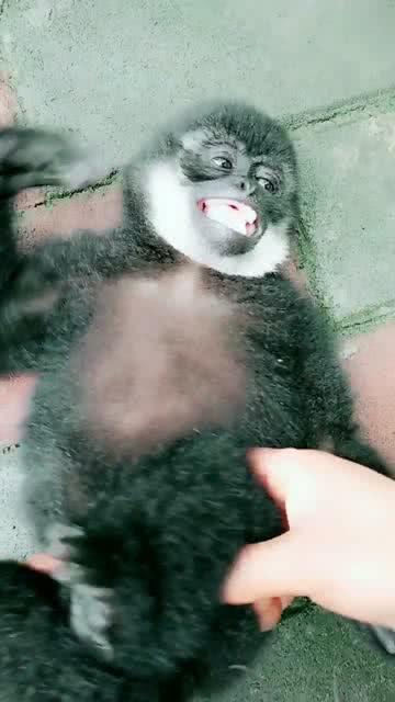  饲养员捉弄小猩猩,小猩猩开心的不得了,这表情实在太萌了