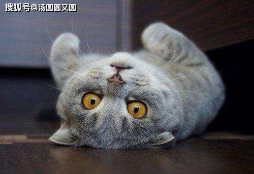  生血膏对猫咪有副作用吗,猫吃生血膏会有副作用吗