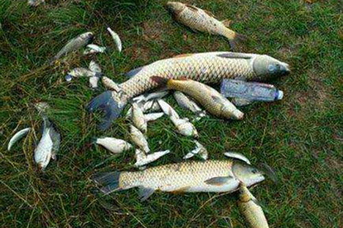  翻板钓和饭盒钓的操作要领,抛竿远投不挂底,流水之中轻松钓大鱼