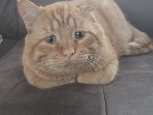  总是一张悲伤脸的呆萌大橘猫,却经历过一段不为人知的悲惨经历