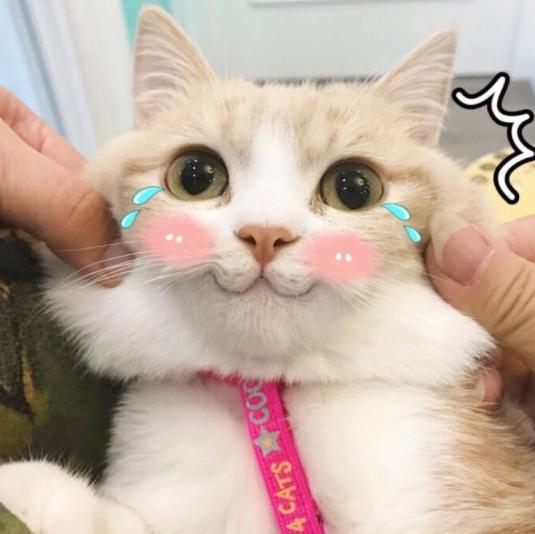  周四特惠go猫粮喵彩七日罐限时秒杀,猫草罐头买2送1