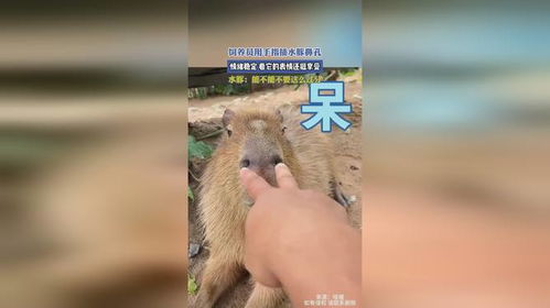 饲养员用手指插水豚鼻孔,情绪稳定,看它的表情还挺享受 饲养员用手指插水豚鼻孔,情绪稳定,看它的表情还挺享受