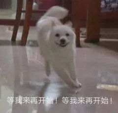 萌宠表情包开心到模糊