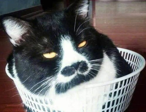  主人想知道猫咪的蛋蛋有多大,竟想出这种办法,可把猫咪给吓傻了