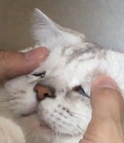 以猫为主的动物向表情包233333流量慎入 以猫为主的动物向表情包233333流量慎入