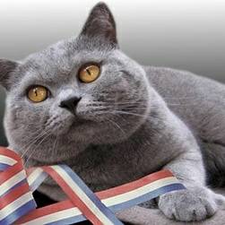 英国短毛猫表情包威胁疫