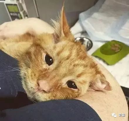  天生一脸悲伤的橘猫没人要,被主人收养1小时后的变化,让人...