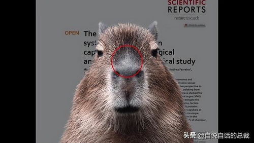 水豚情绪稳定,为什么它有治愈心灵的魔力 水豚情绪稳定,为什么它有治愈心灵的魔力