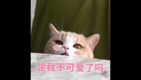  可爱猫猫表情包配音