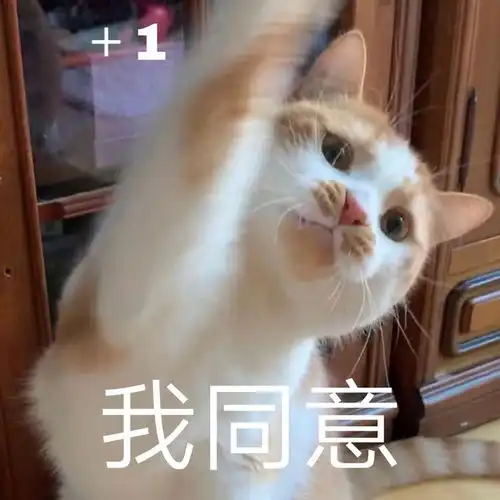 有关猫咪的毛发护理往这里看 有关猫咪的毛发护理往这里看