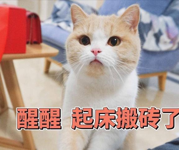  不要将养猫神圣化,坏处真不少,劝你不要盲目入手