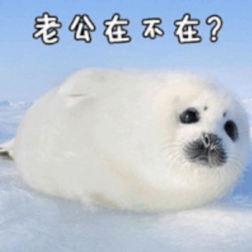  日常表情包分享第四期
