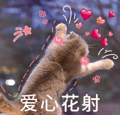 可爱表情包丸子妹猫咪