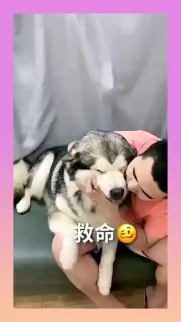 老公整天就知道抱着狗,也不管人家愿不愿意,真是没救了 老公整天就知道抱着狗,也不管人家愿不愿意,真是没救了