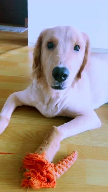 金毛好听懂话,吓的表情的变了 金毛好听懂话,吓的表情的变了