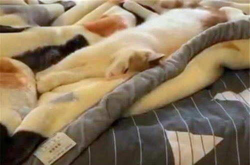  世界最红的几只猫,用过它们表情包吗