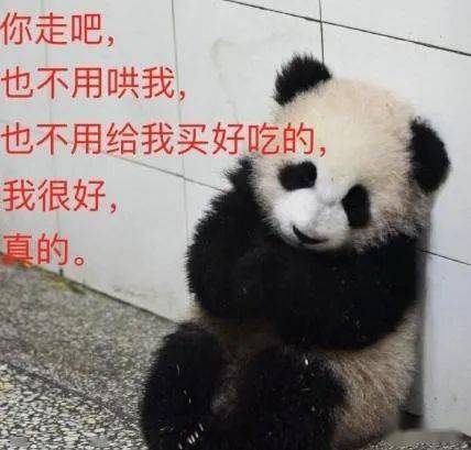  熊猫是假扮的证据找到了,这只熊猫会掐腰,为此有人画了漫画