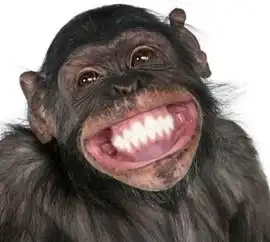 难以置信英语表情包猩猩