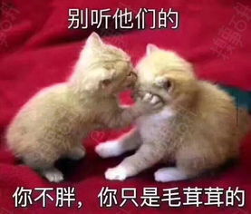  不要听他们的,你不胖,你只是毛茸茸的