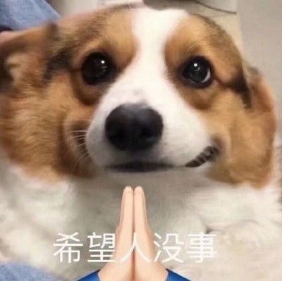  心心念念的小柯基的可爱表情包