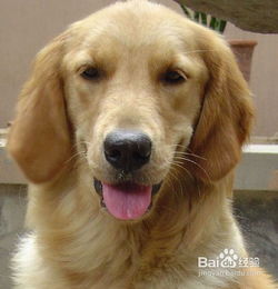  喂食金毛幼犬狗粮该不该泡