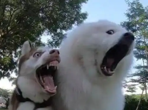 咬死你表情包哈士奇