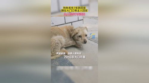  狗狗丢失7年跑回家,蹲在大门口等主人回家,主人包饺子庆团圆