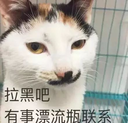  抖音上的网红猫,都是被这群人养出来的