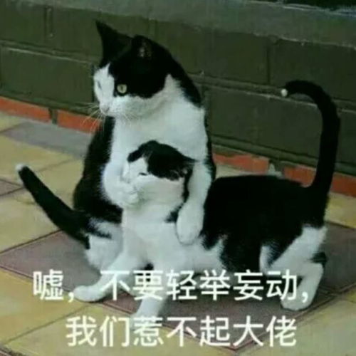 整天就知道哈哈哈表情包