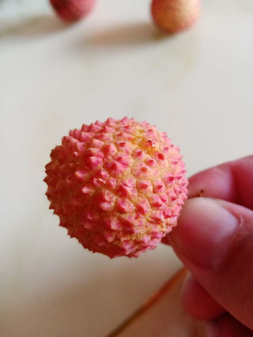  桂味品种荔枝大量上市可以全国包邮到家,包邮价格不泷州美食罗定e天空