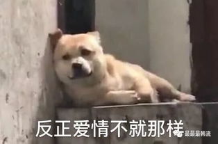  老哥哥们的回归能拯救走下坡路的韩流吗