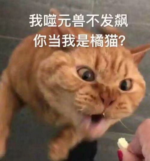金馆长系列表情包橘猫