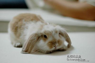  小兔乖乖美国专柜店主装修歇业中祝新老朋友猪年大吉,财源滚滚来
