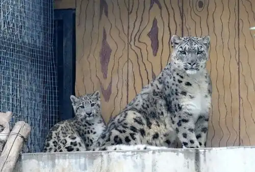 济南首次成功繁殖雪豹幼崽表情萌化游客 济南首次成功繁殖雪豹幼崽表情萌化游客