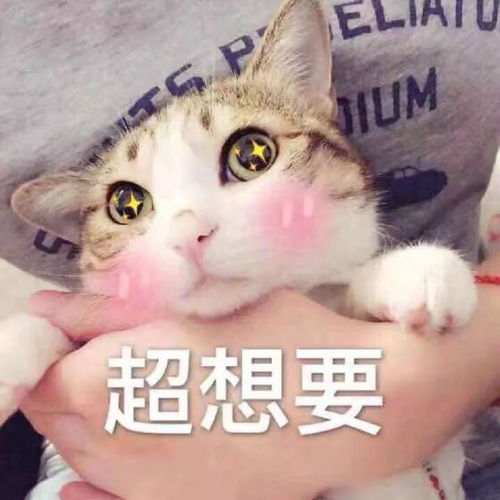  7月21日雪佛兰华中区6周年庆邵阳站开启