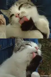 猫万花筒 猫万花筒