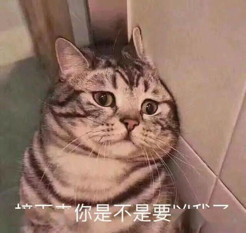  斗图日常喵咪可爱表情包