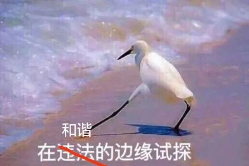 西伯利亚表情包试探