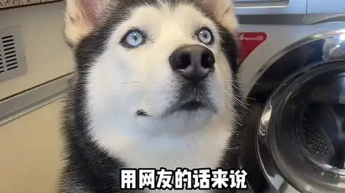  哈士奇太阳,靠自带表情包圈粉无数,一招一式全都掺杂着演技