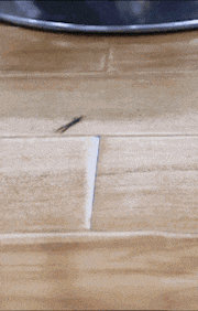 文章笑的表情包gif仙女