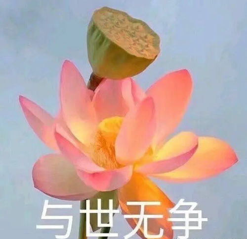 中老年人表情包图片阿莲