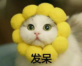  壁纸头像超可爱搞笑猫咪表情包