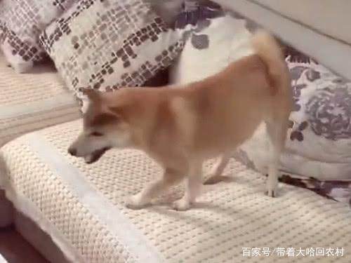  柴犬实力拒绝,说不走就不走的个性汪,炖狗肉汤也不走