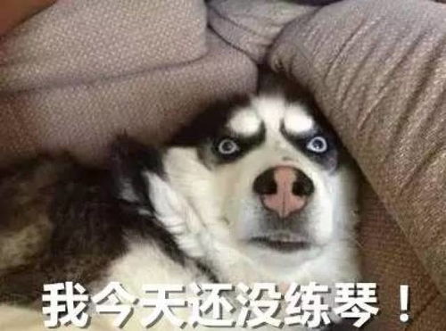  学音乐的人就是不一样,表情包都这么有特色,斗图必备,赶紧收藏
