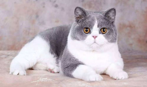  英国短毛猫应该怎么养需要注意什么事情