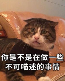  中国虎斑猫惊呆表情火到国外,笑到你憋出内伤
